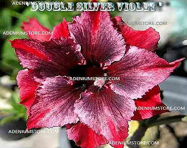 Adenium Obesum \'Double Silver Violet\' x 5 Seeds